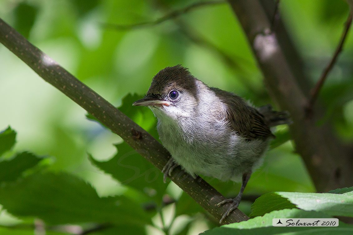 Sylvia atricapilla: Capinera (giovane immaturo); Blackcap (juvenile)