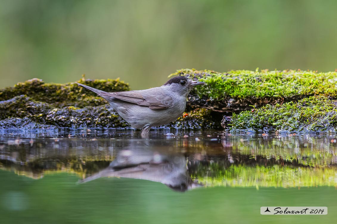 Sylvia atricapilla: Capinera (maschio); Blackcap (male)