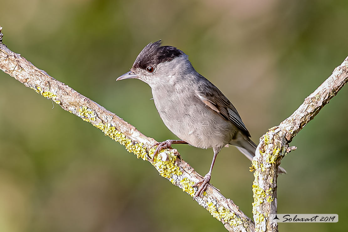 Sylvia atricapilla: Capinera (maschio); Blackcap (male)