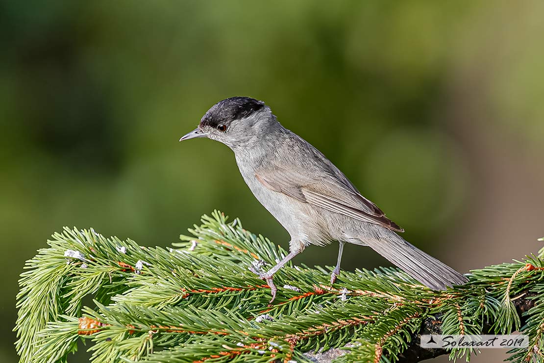 Sylvia atricapilla: Capinera (maschio); Blackcap (male)
