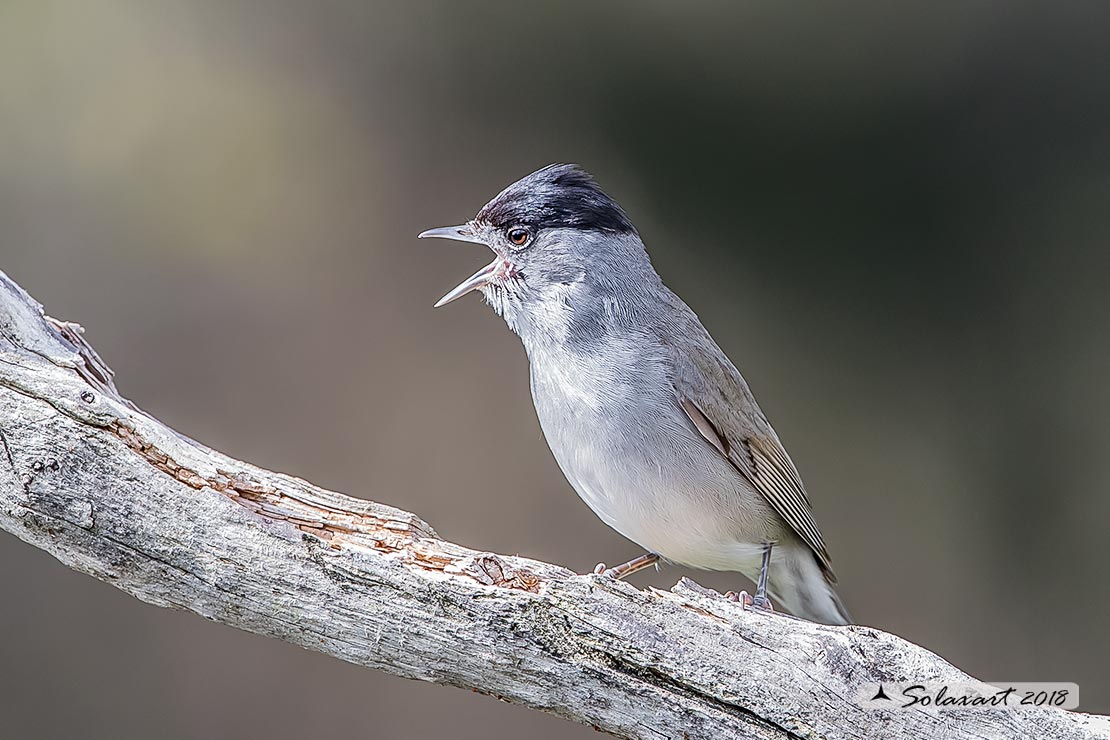 Sylvia atricapilla: Capinera (maschio); Blackcap (male)