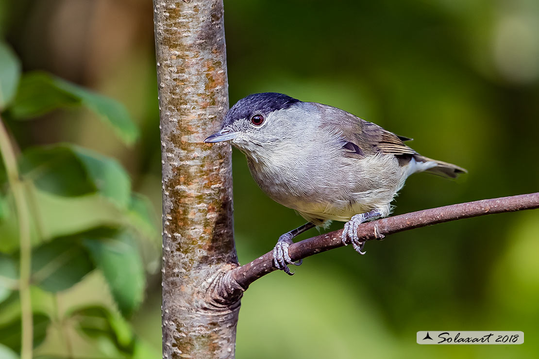 Sylvia atricapilla: Capinera (maschio); Blackcap (male)