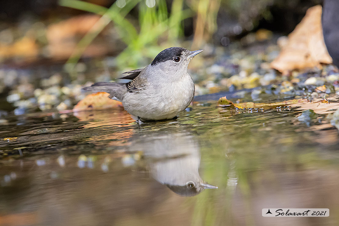 Sylvia atricapilla: Capinera (maschio); Blackcap (male)
