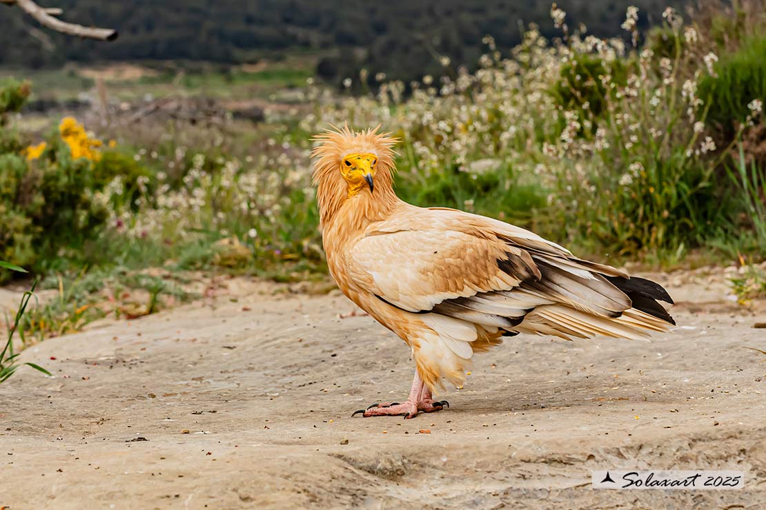 Neophron percnopterus : Capovaccaio ; Egyptian vulture