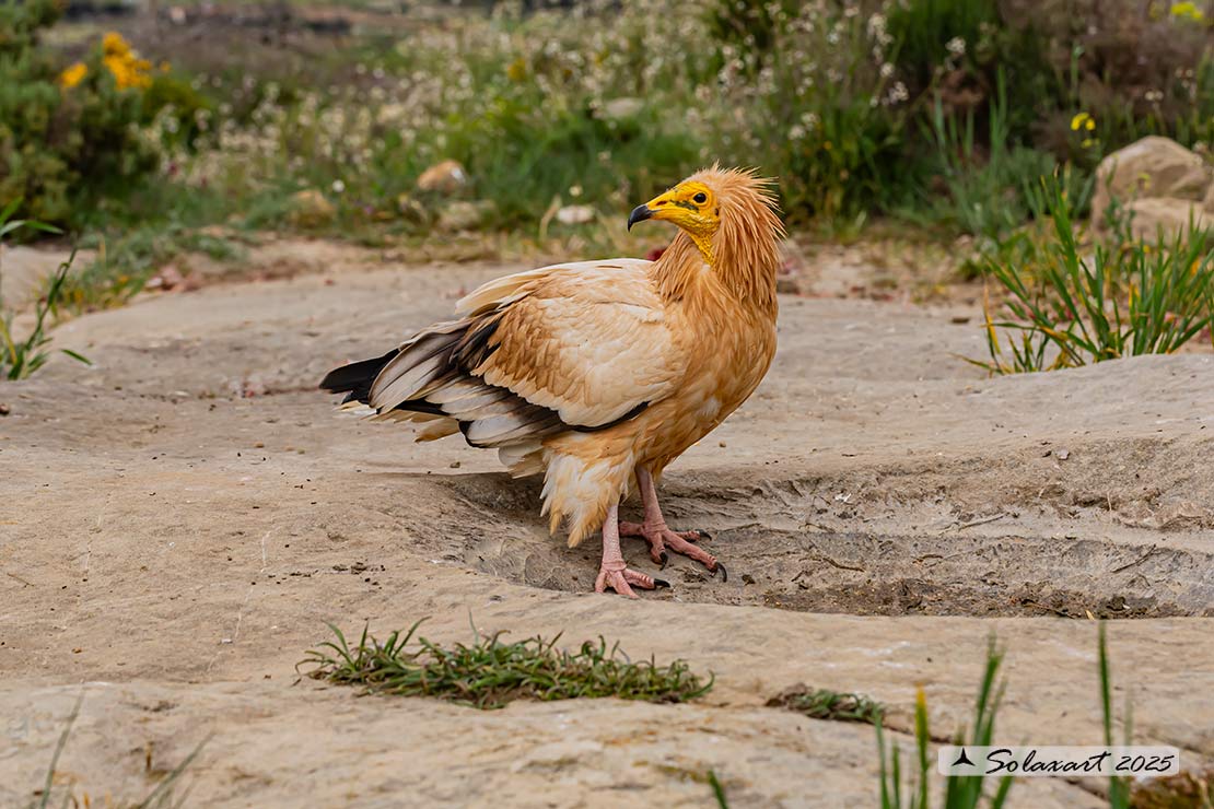 Neophron percnopterus : Capovaccaio ; Egyptian vulture