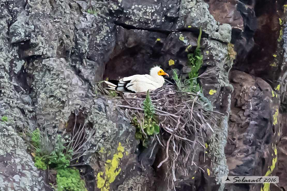 Neophron percnopterus : Capovaccaio ; Egyptian vulture