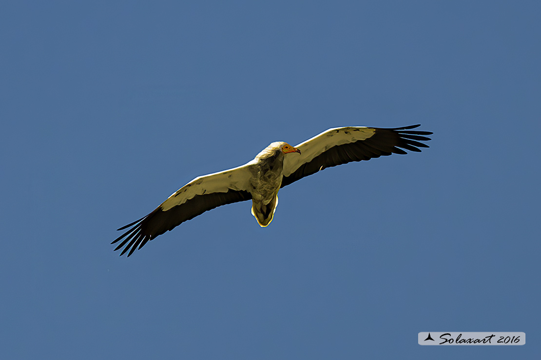 Neophron percnopterus : Capovaccaio ; Egyptian vulture