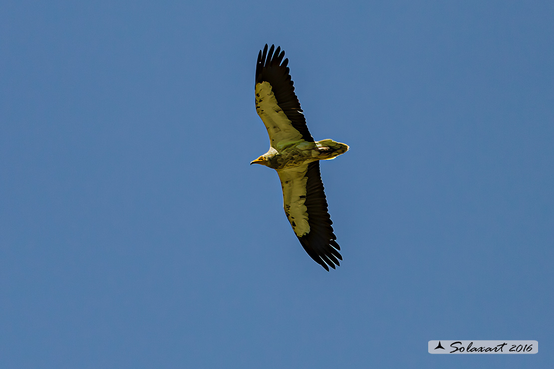 Neophron percnopterus : Capovaccaio ; Egyptian vulture