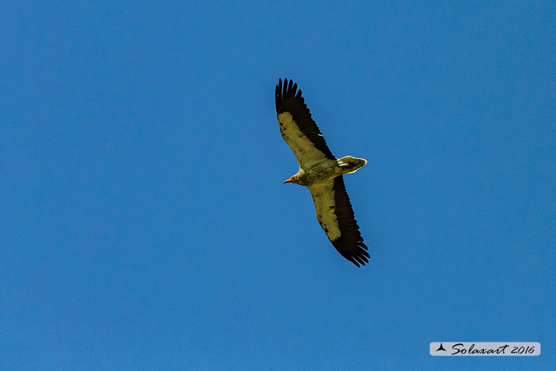 Neophron percnopterus : Capovaccaio ; Egyptian vulture