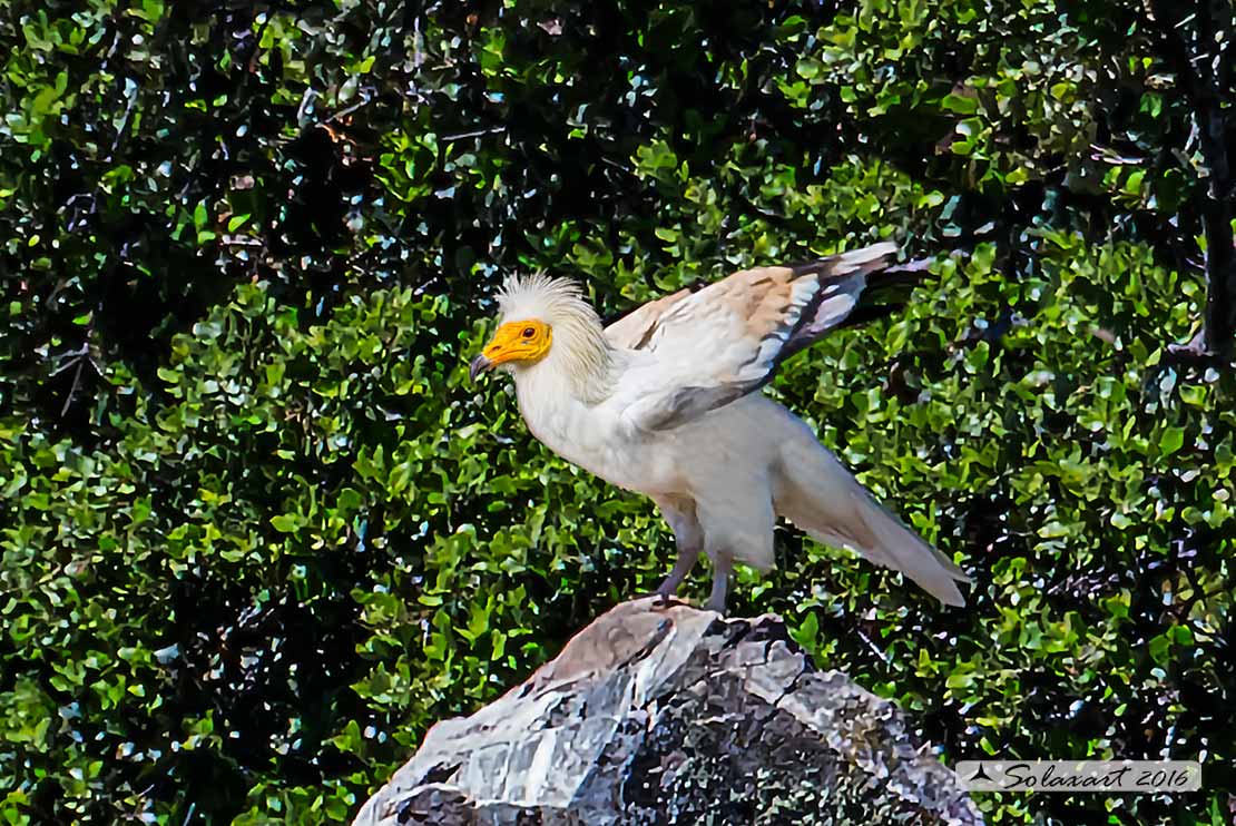 Neophron percnopterus : Capovaccaio ; Egyptian vulture