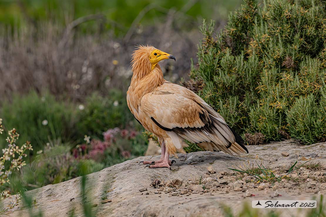 Neophron percnopterus : Capovaccaio ; Egyptian vulture