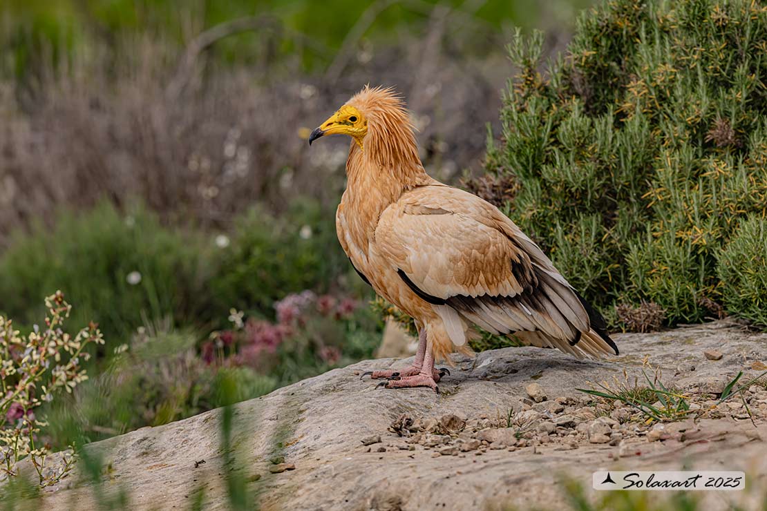 Neophron percnopterus : Capovaccaio ; Egyptian vulture