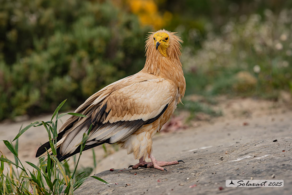 Neophron percnopterus : Capovaccaio ; Egyptian vulture