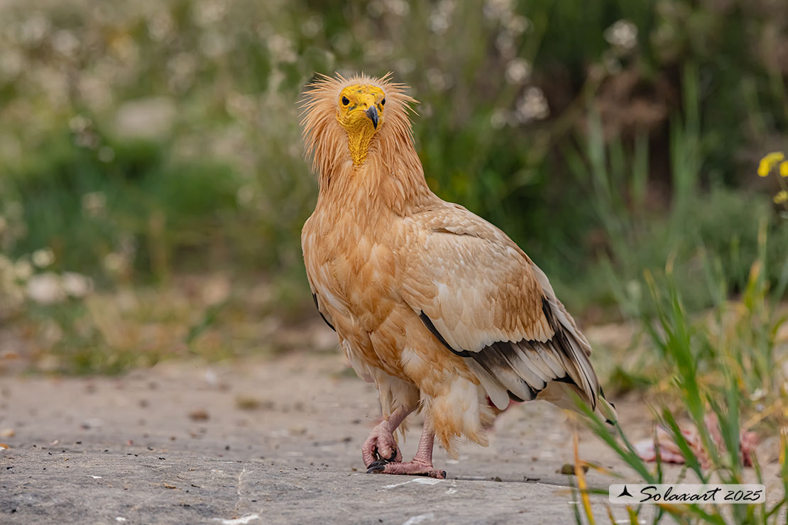 Neophron percnopterus : Capovaccaio ; Egyptian vulture