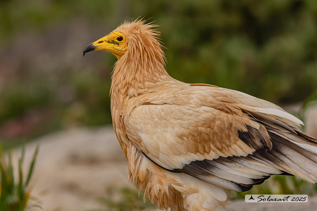 Neophron percnopterus : Capovaccaio ; Egyptian vulture