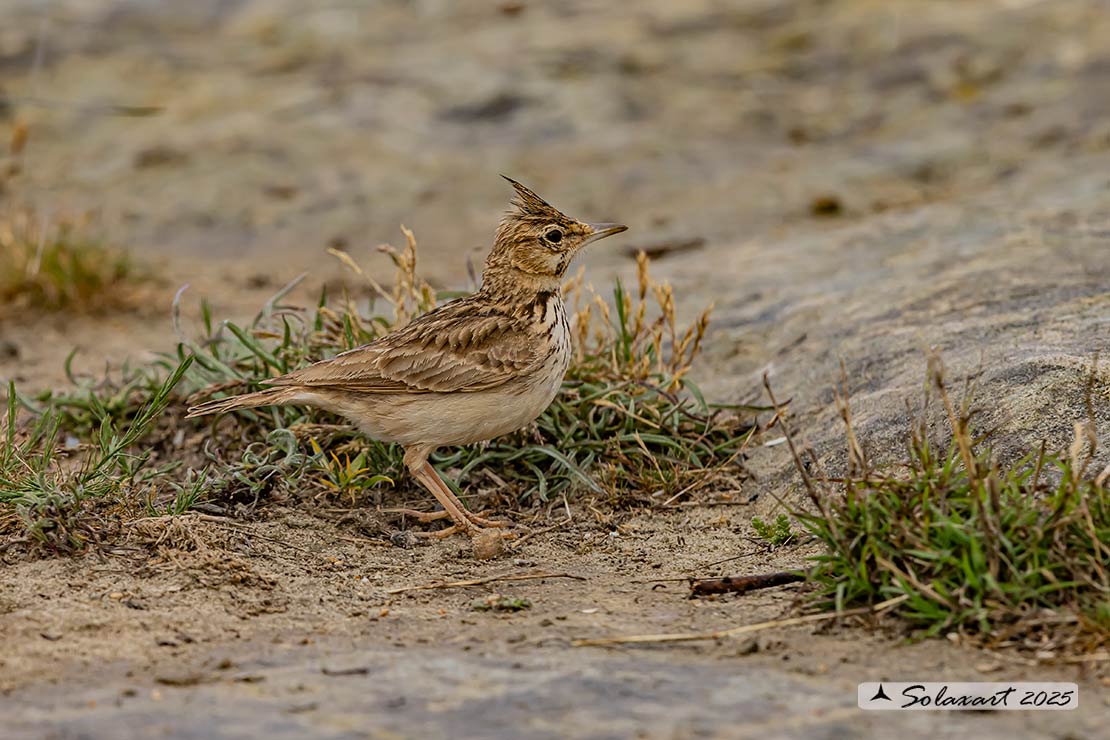 Galerida cristata - Cappellaccia - Crested Lark