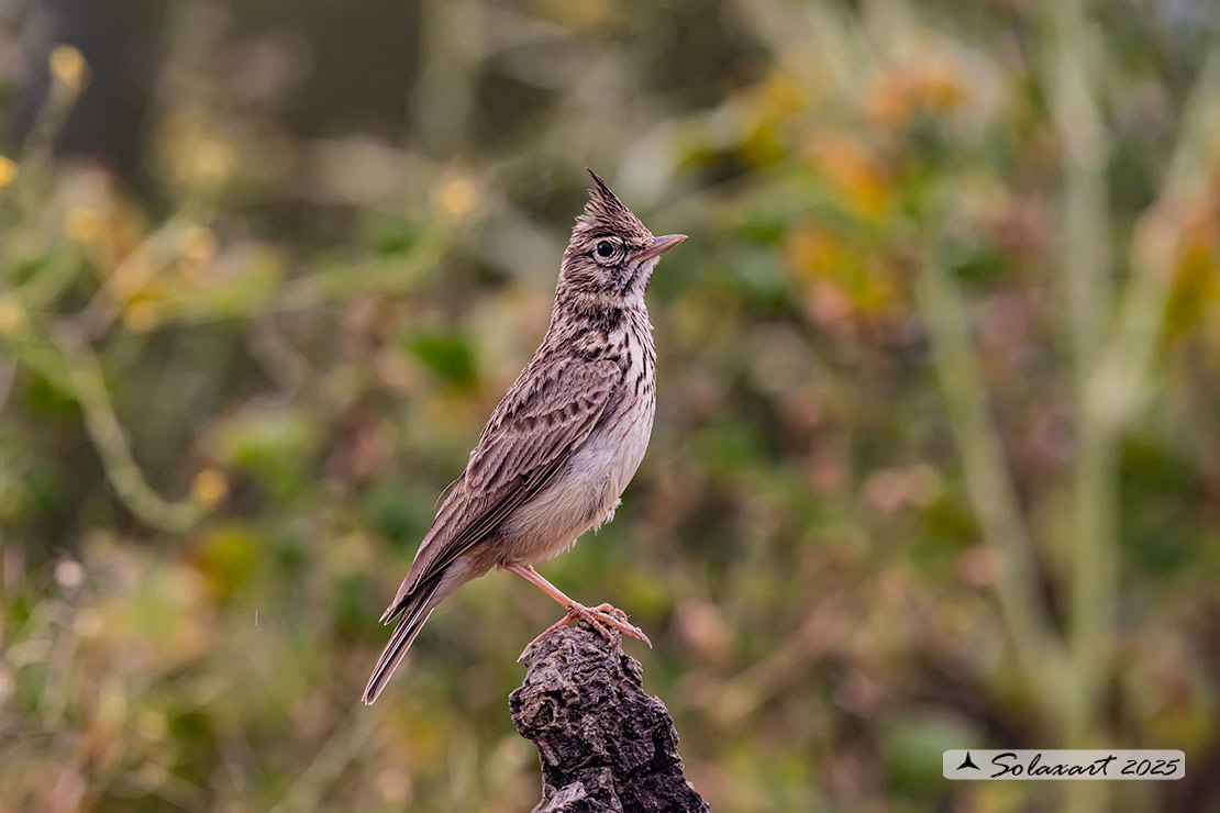 Galerida cristata - Cappellaccia - Crested Lark