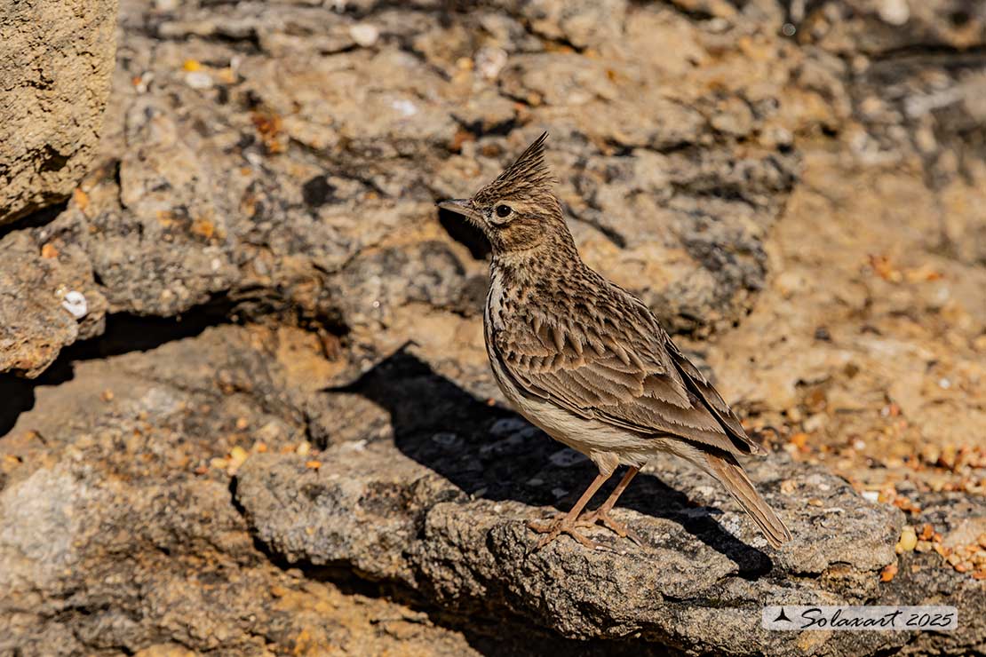 Galerida cristata - Cappellaccia - Crested Lark