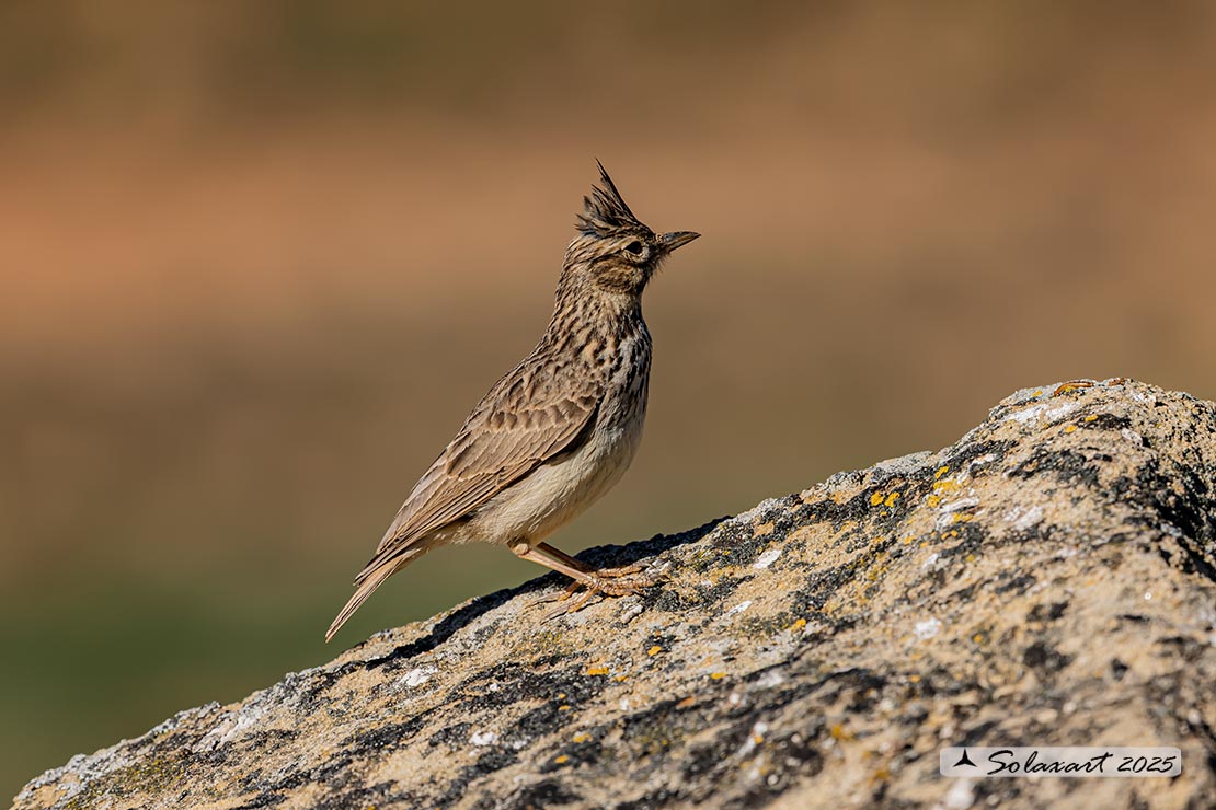 Galerida cristata - Cappellaccia - Crested Lark