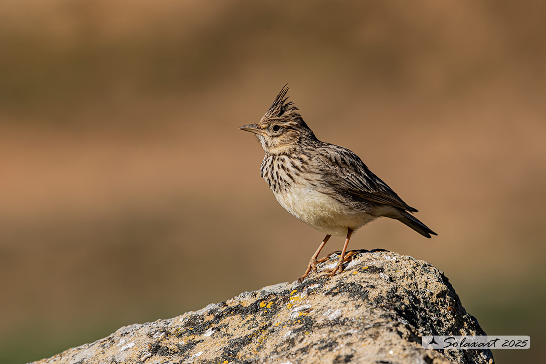 Galerida cristata - Cappellaccia - Crested Lark
