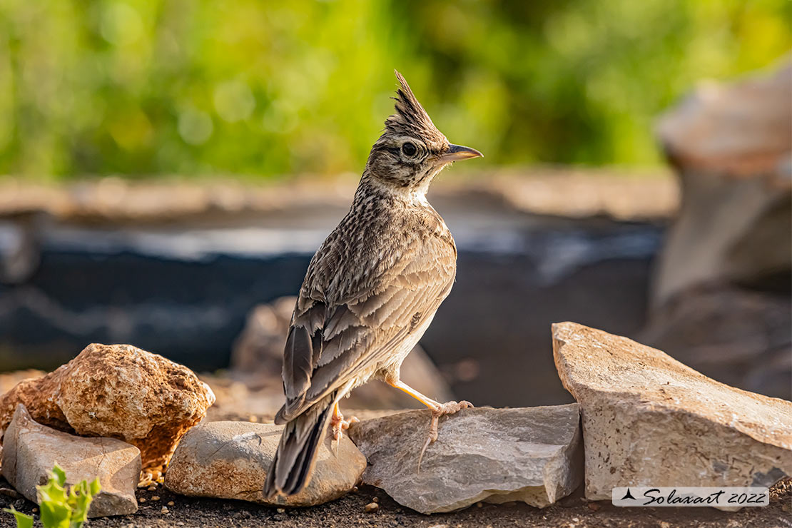 Galerida cristata - Cappellaccia   - Crested Lark