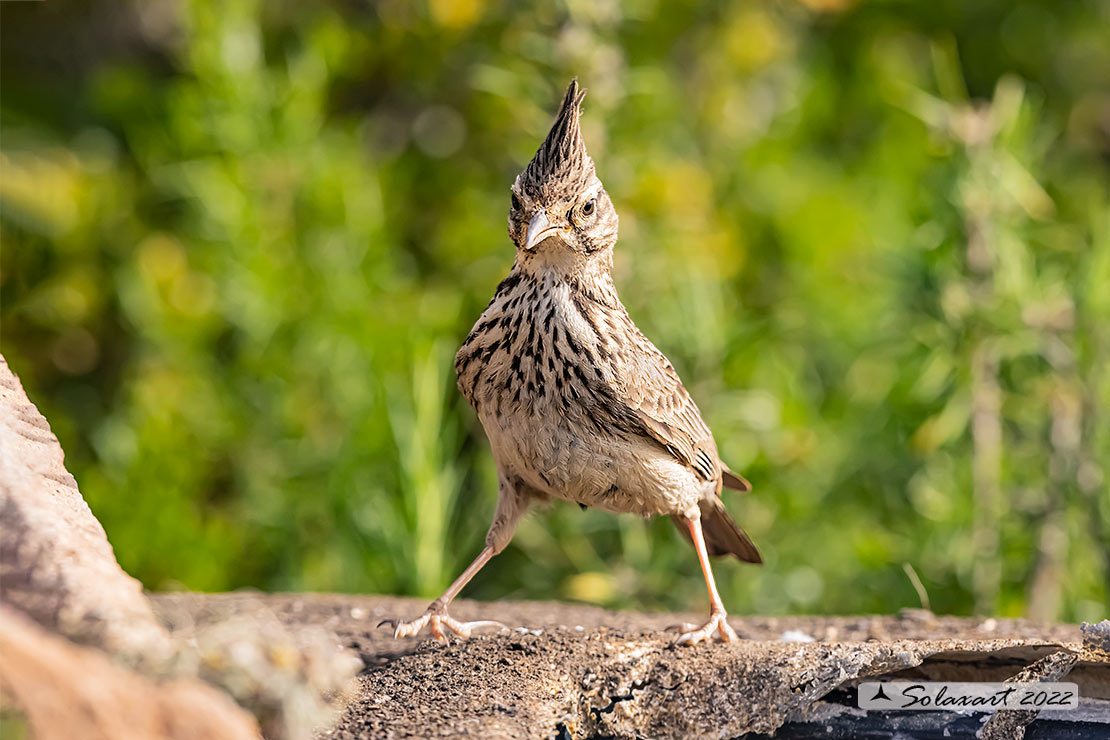 Galerida cristata - Cappellaccia   - Crested Lark