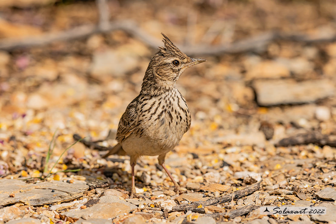 Galerida cristata - Cappellaccia   - Crested Lark