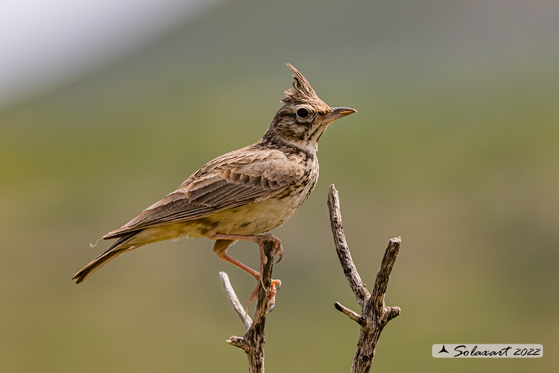 Galerida cristata - Cappellaccia   - Crested Lark