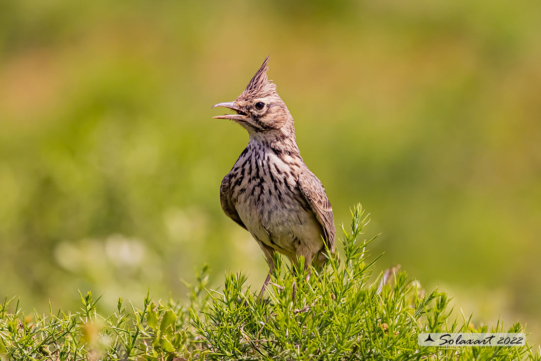 Galerida cristata - Cappellaccia   - Crested Lark