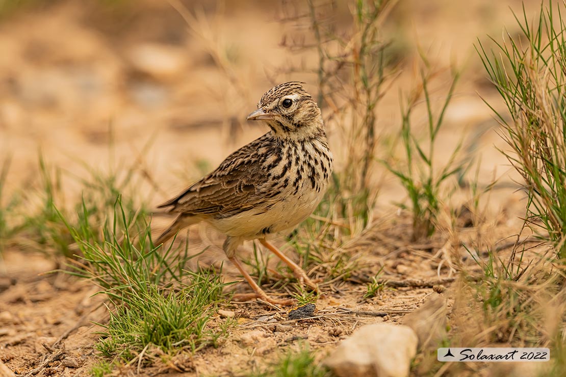 Galerida cristata - Cappellaccia   - Crested Lark