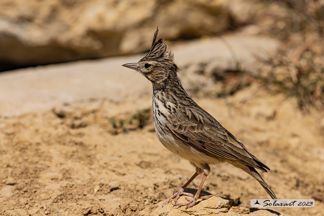 Galerida cristata - Cappellaccia - Crested Lark