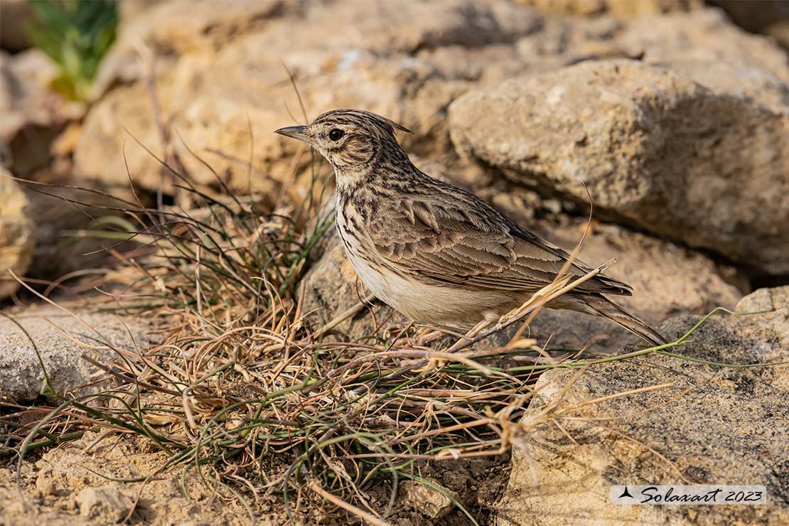 Galerida cristata - Cappellaccia - Crested Lark