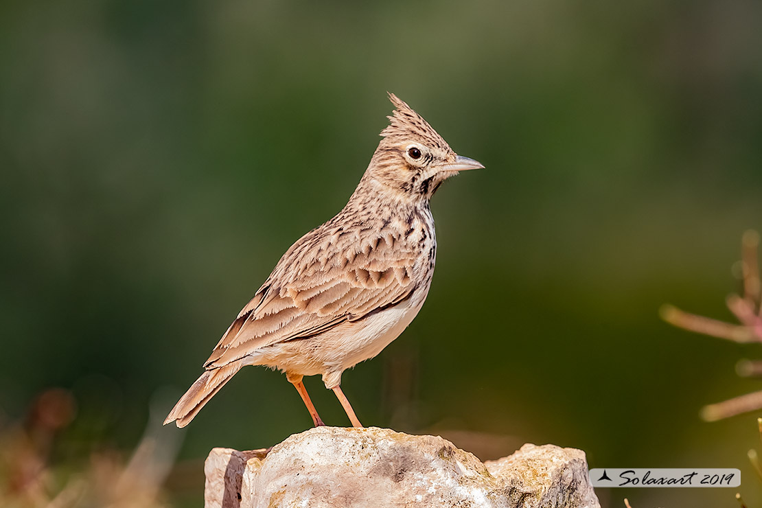 Galerida theklae - Cappellaccia di Tekla - Thekla lark