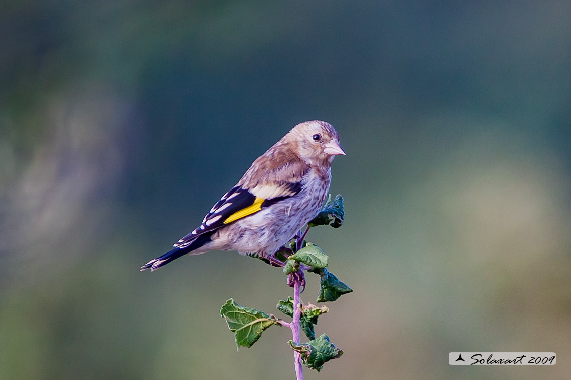 Carduelis carduelis:   Cardellino (immaturo) ;   European Goldfinch (juvenile) 