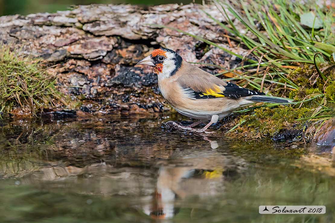 Carduelis carduelis  -  Cardellino  -  European Goldfinch