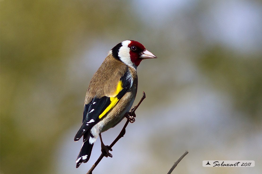 Cardellino (Carduelis carduelis)