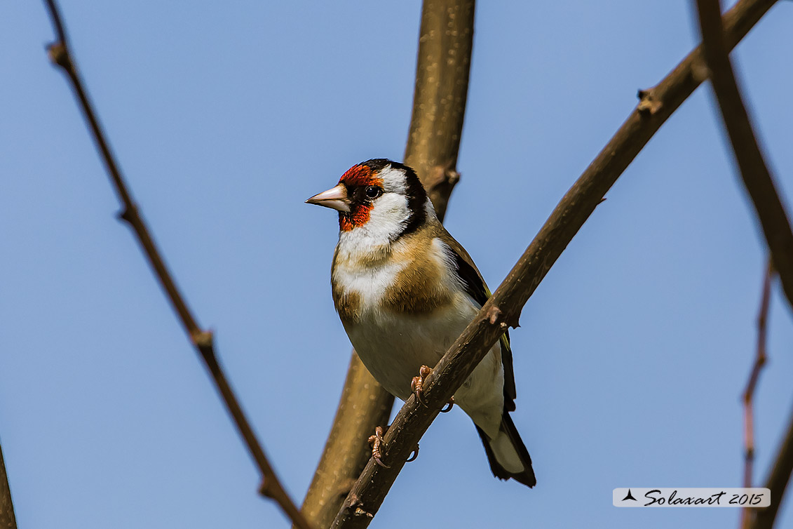 Carduelis carduelis  -  Cardellino  -  European Goldfinch