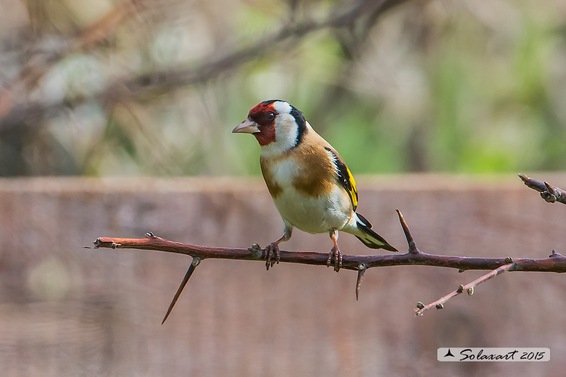 Carduelis carduelis  -  Cardellino  -  European Goldfinch