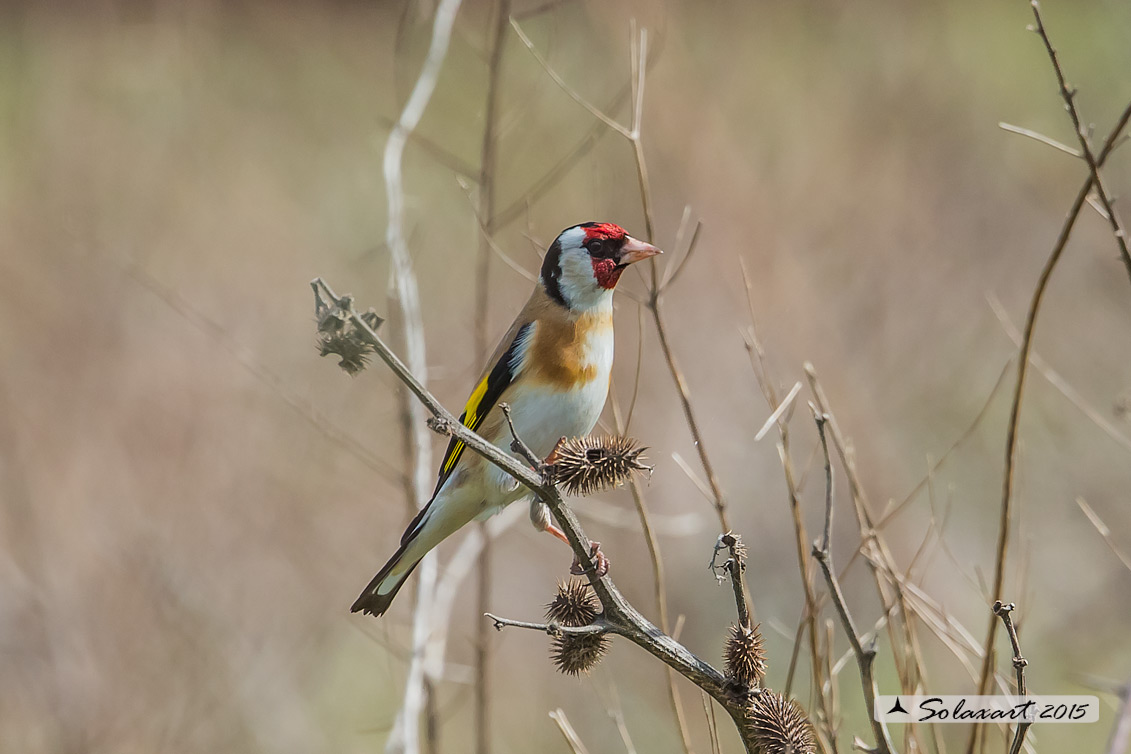 Carduelis carduelis  -  Cardellino  -  European Goldfinch