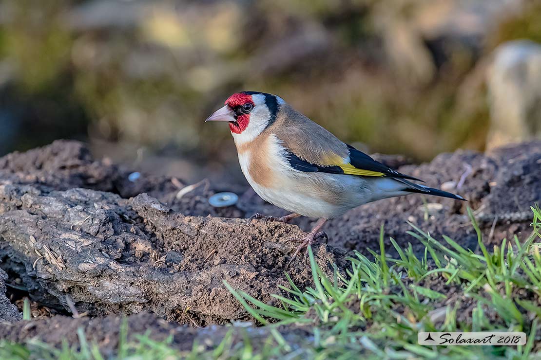 Carduelis carduelis  -  Cardellino  -  European Goldfinch