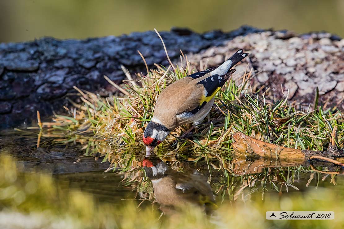 Carduelis carduelis  -  Cardellino  -  European Goldfinch