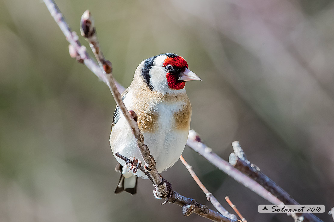 Carduelis carduelis  -  Cardellino  -  European Goldfinch