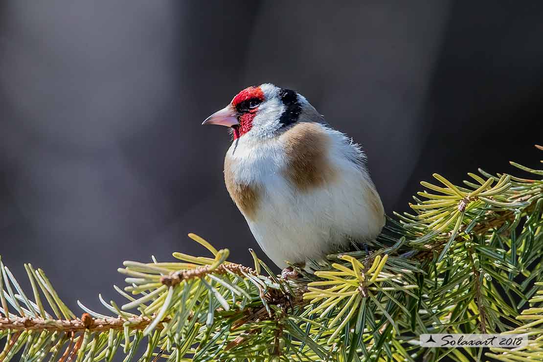 Carduelis carduelis  -  Cardellino  -  European Goldfinch