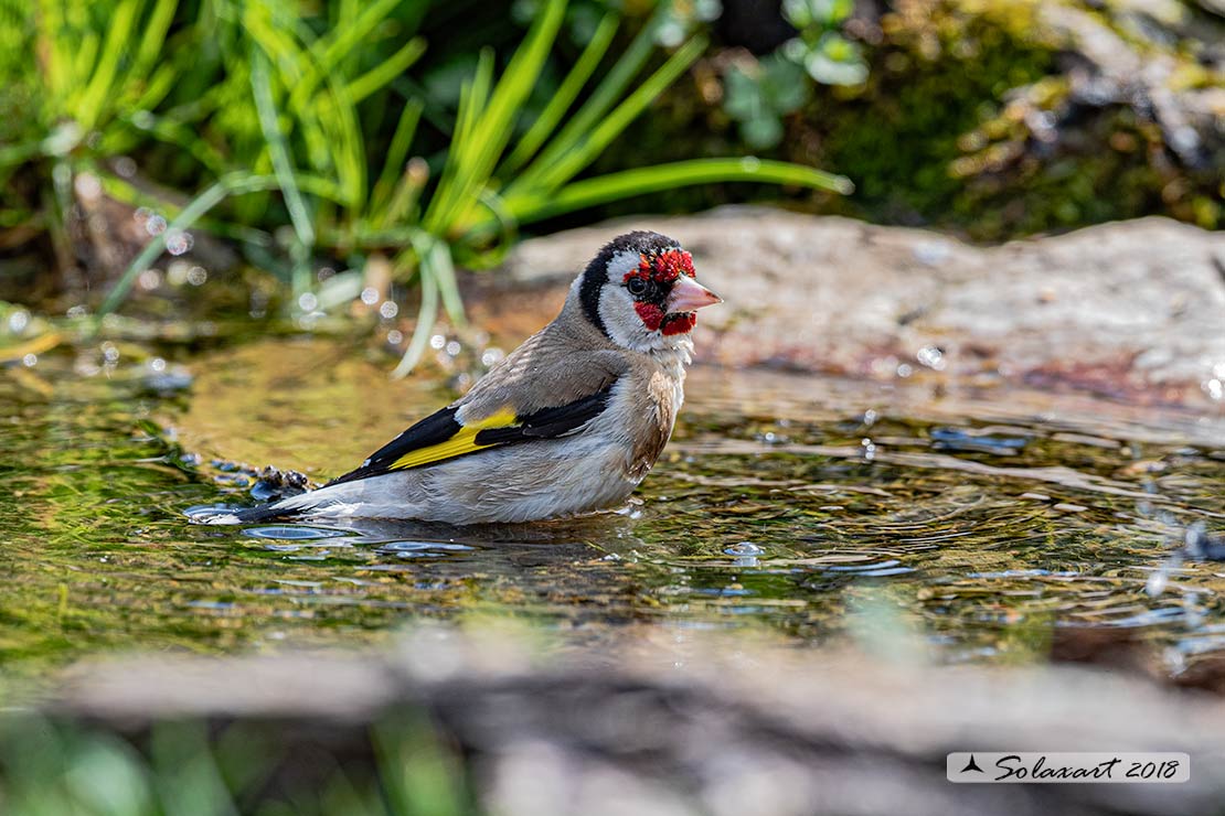 Carduelis carduelis - Cardellino - European Goldfinch