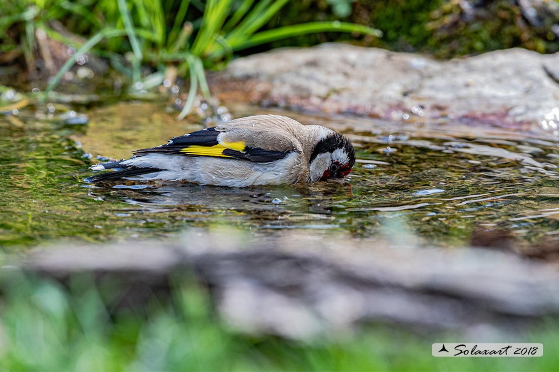 Carduelis carduelis - Cardellino - European Goldfinch