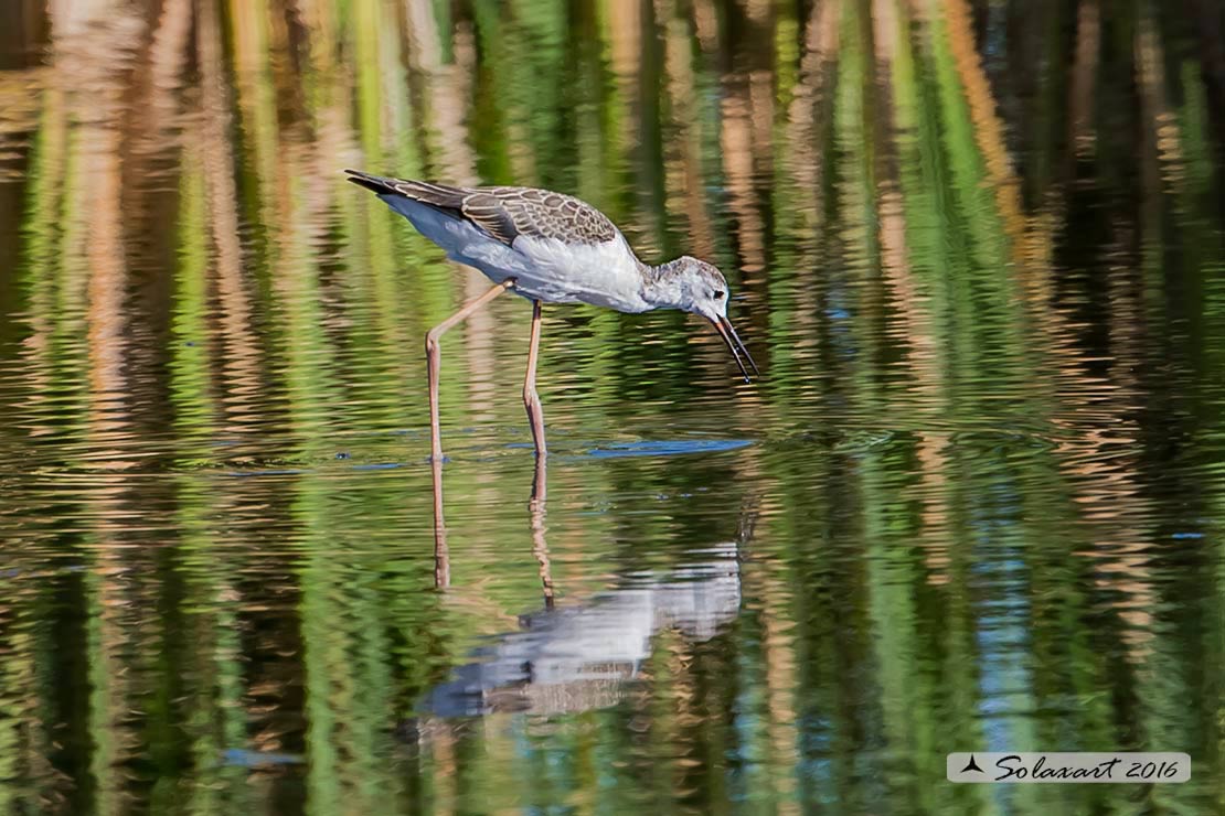 Himantopus himantopus - Cavaliere d'Italia, - Black-winged Stilt