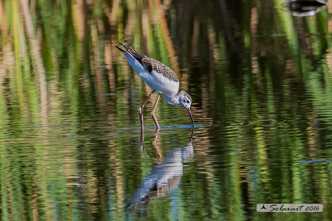 Himantopus himantopus - Cavaliere d'Italia, - Black-winged Stilt