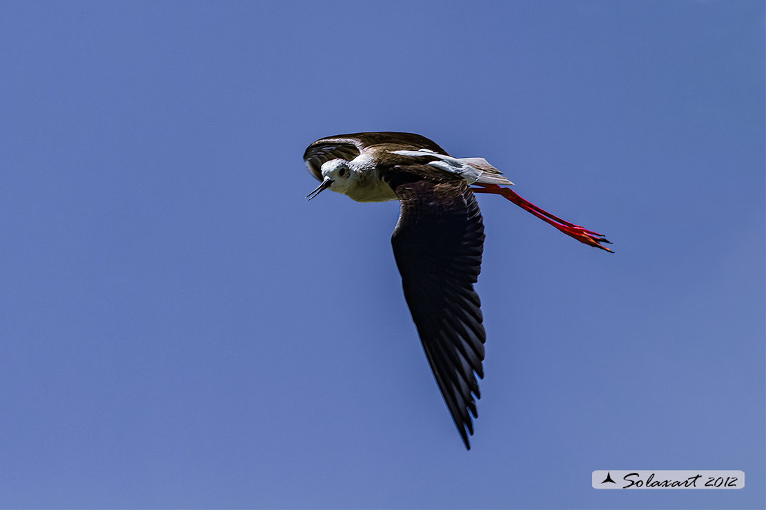 Himantopus himantopus - Cavaliere d'Italia, - Black-winged Stilt