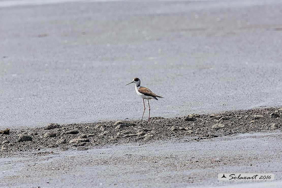 Himantopus himantopus - Cavaliere d'Italia, maschio  -  Black-winged Stilt, male