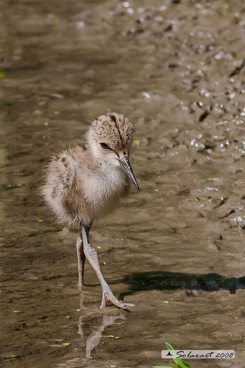 Cavaliere d'Italia (baby)   (Himantopus himantopus)